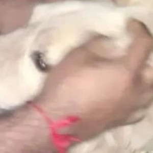 Found: White Male Golden Retriever Dog from GIIS School, Gunjur, Varthur to Dommasandra main road-2