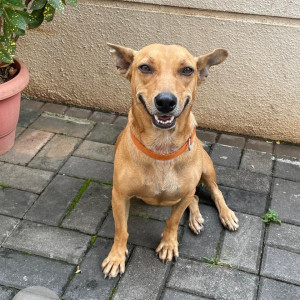 A White-Brown Mix Indie Dog Missing from Bavdhan, Bhukum