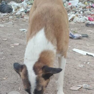 Found: White-Brown Mix Male Indie Dog from Dilli haat, near NSP station, Pitampura