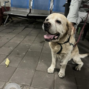 Found: White Male Labrador Dog from Prabhat road