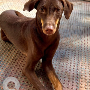 Missing: Black and Brown Female Indie Dog from Abhiramapuram- Sriram colony-2