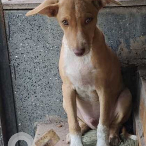 Found: White-Brown Mix Male Indie Dog from Nancy Towers Society, Wanowrie