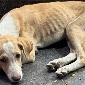 Found: White-Brown Mix Male Indie Dog from Jambhulkar chowk