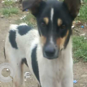 Found: Black and White Male Indie Dog from Anisha Global School ,Kad nagar chowk ,Undri