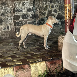 Found: White Male Indie Dog from Blue Nile restaurant, Dastur school, Camp