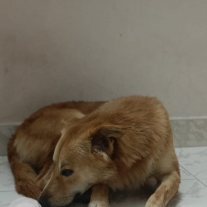 Found: White-Brown Mix Male Indie Dog from Ashok Nagar-3