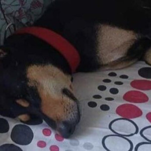 Missing: Black and Brown Male Indie Dog from Goramore area, PO Sahudangihat, Dist Jalpaiguri