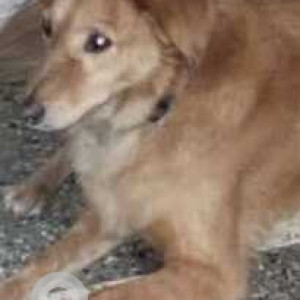 Found: Brown Male Indie Dog from Wanowrie Smashan Bhoomi, close to Jambhulkar Chowk-3