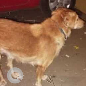 Found: Brown Male Indie Dog from Wanowrie Smashan Bhoomi, close to Jambhulkar Chowk-4