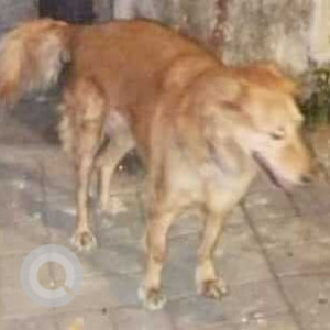 Found: Brown Male Indie Dog from Wanowrie Smashan Bhoomi, close to Jambhulkar Chowk-2