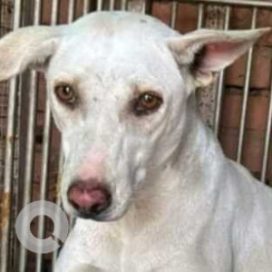 Found: White Female Indie Dog from Delhi University North Campus