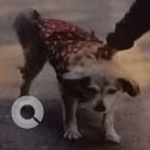 Missing: White Male Indie Dog from Haus khas village-2