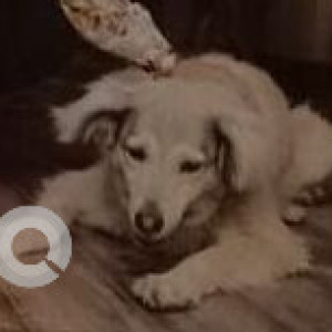 Missing: White Male Indie Dog from Haus khas village