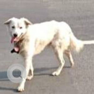 Missing: White Male Indie Dog from CBD Belapur, Navi Mumbai