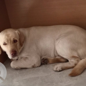 Missing: White-Brown Mix Male Labrador Dog from Shelpimpalgaon near Chakan shikarpur road