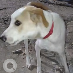 Missing: White-Brown Mix Male Indie Dog from Kaspate Vasti, Wakad at Kaspate corner chowk