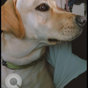 A Golden Labrador Dog Missing from Puttenahalli, Bengaluru-2