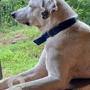 Missing: White Female Indie Dog from Ghod Bander Road, Thane