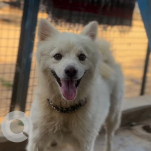 Found: White Male Pomeranian Dog from Ambience mall’s