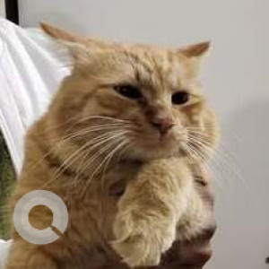 Found: Brown Male Persian Cat from Kumar Pacific mall, Pune-2