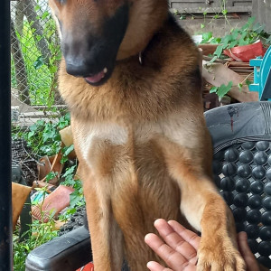 Black and Brown Male German Shepherd Dog is Missing from Buddhabhumi 9, Pulchowk, Kapilvastu-3