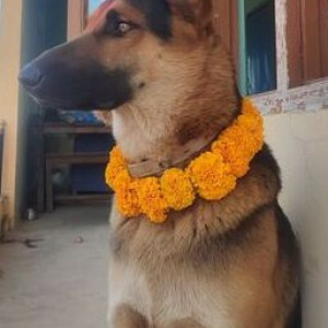 Black and Brown Male German Shepherd Dog is Missing from Buddhabhumi 9, Pulchowk, Kapilvastu-2