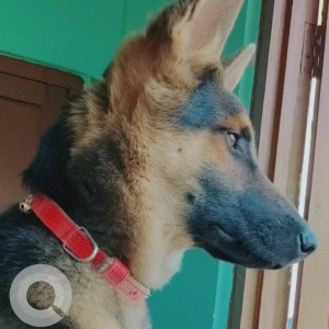 Black and Brown Male German Shepherd Dog is Missing from Buddhabhumi 9, Pulchowk, Kapilvastu