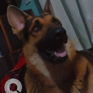 Black and Brown Male German Shepherd Dog is Missing from Buddhabhumi 9, Pulchowk, Kapilvastu-4