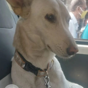 Indie dog is missing from Marvel arco,Tupe Patil Road close to Sadhana bank , Hadapsar