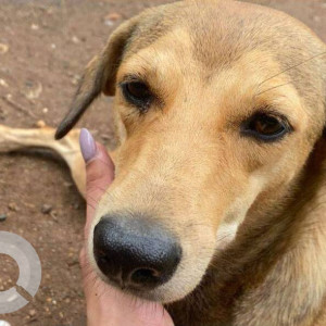 Missing: Brown Female Indie Dog from 5th Gardens, Dadar East-2
