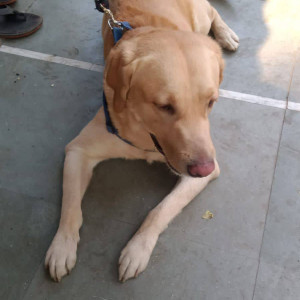 Brown Labrador Dog Bruno is Found from Mumbai