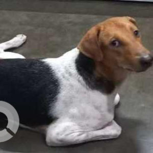 Black and White Male Indie Dog is Missing from Baruipur sudhirkata region