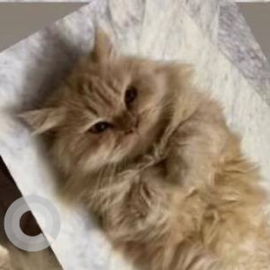 Missing: White-Brown Mix Male Persian Cat from Marappa Block J C Nagar-2