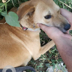 Brown Female Indie Dog is Missing from JSPM College, Handewadi Road