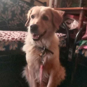 Brown Female Golden Retriever Dog is Found from Hubli lingraj nagar , Hanumanth nagar cycle track