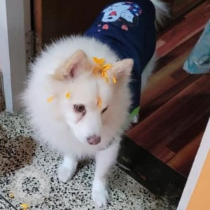 Missing: White Male Pomeranian Dog from Satdobato , thalchikhel area