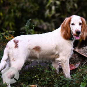 White Male Cocker Spaniel Dog is Missing from Vidya Sagar Colony, Salisbury Park near Bhimale Complex