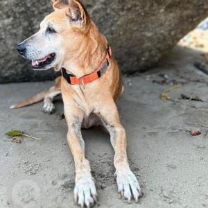 Missing: Brown Female Indie Dog from Agonda