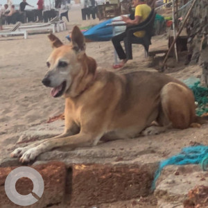 Missing: Brown Female Indie Dog from Agonda-2