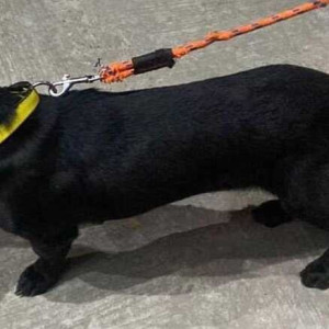 Found: Black Male Dachshund mix Dog from Indiranagar-3