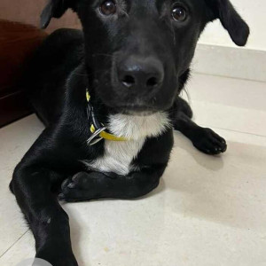 Found: Black Male Dachshund mix Dog from Indiranagar-2