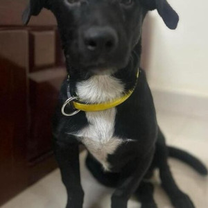 Found: Black Male Dachshund mix Dog from Indiranagar