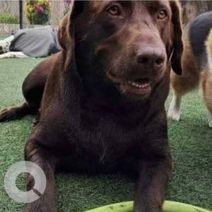 Missing: Brown Female Labrador Dog from 2 miles north of Ina, Illinois on I-57 at mile marker 85-2