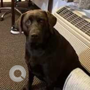 Missing: Brown Female Labrador Dog from 2 miles north of Ina, Illinois on I-57 at mile marker 85