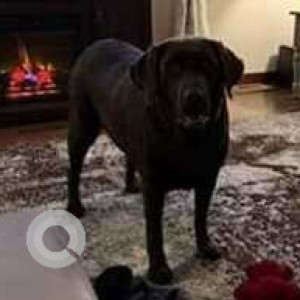Missing: Brown Female Labrador Dog from 2 miles north of Ina, Illinois on I-57 at mile marker 85-3