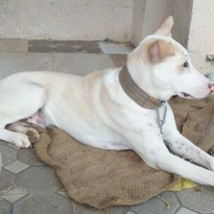 White Not Available Indie Dog is Missing from Hazare Vasti, Moshi