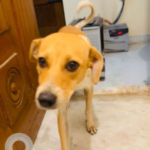 A Light Brown indie Dog Missing from koramangala khb koramangala 5th block