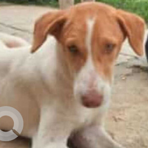 Missing: White-Brown Mix Female Indie Dog from Site 46 , Doddanagamangala Village, Bengaluru, Karnataka