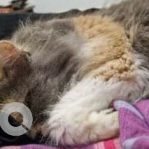 Missing: White-Brown Mix Female Persian Cat from Sapna Nagari Housing Society, near Gurudwara Chowk-2