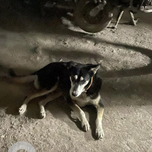 Missing: Black and Brown Female Indie Dog from Baner, Pune